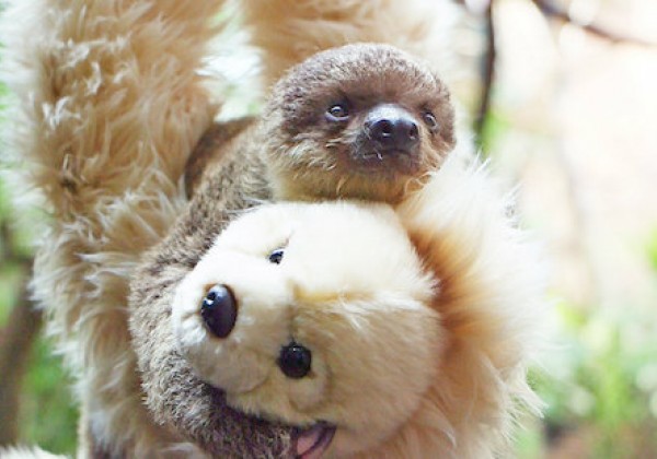 baby sloth teddy bear