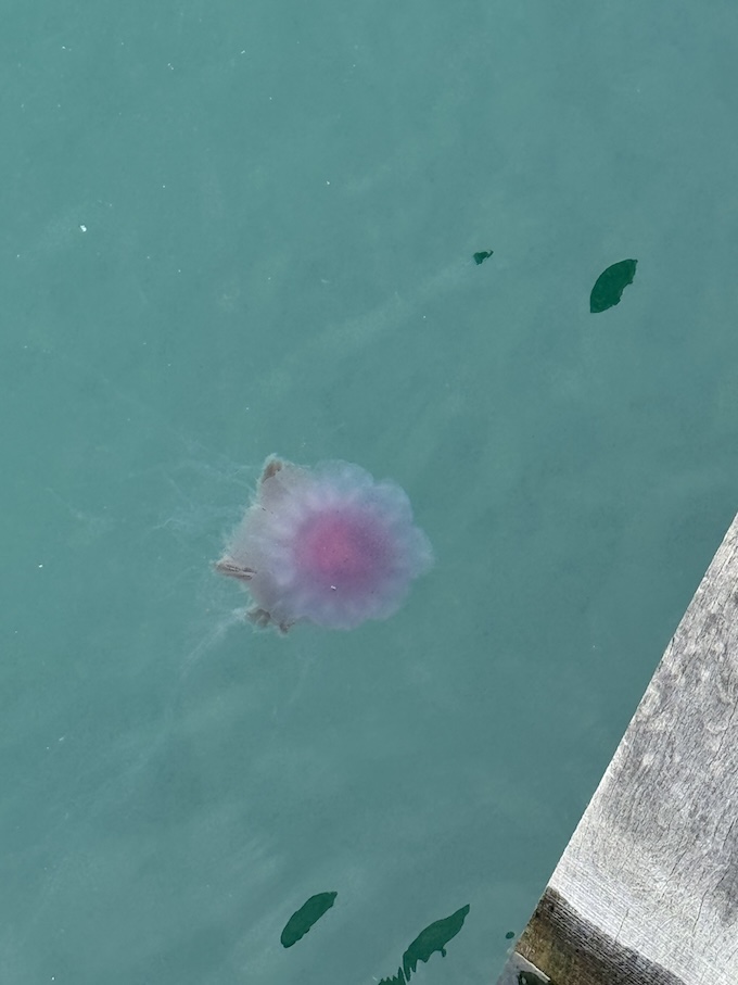 Jelly off the ferry. I think this guy is a Lion’s Mane. I read that they can grow up to seven feet wide and one hundred and twenty feet long.